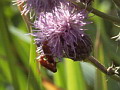 Käfer